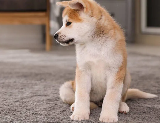 Pet stain and odour treatment on carpet