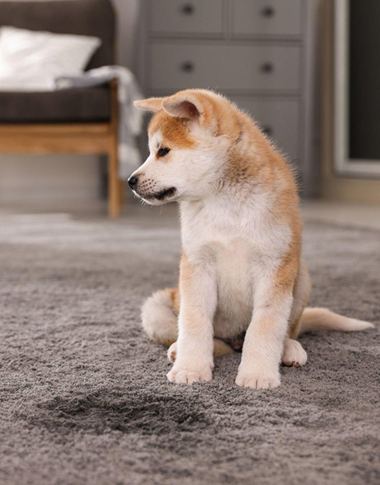 3 Natural Ways to Get Rid of Bad Odours in Your Home